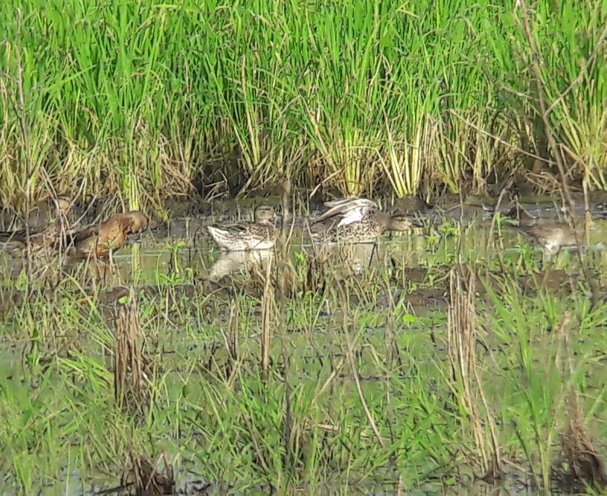 Green-winged Teal - ML122038511