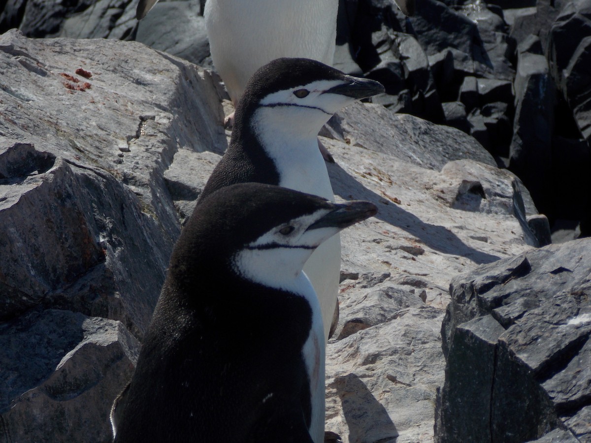 Пінгвін антарктичний - ML122038951