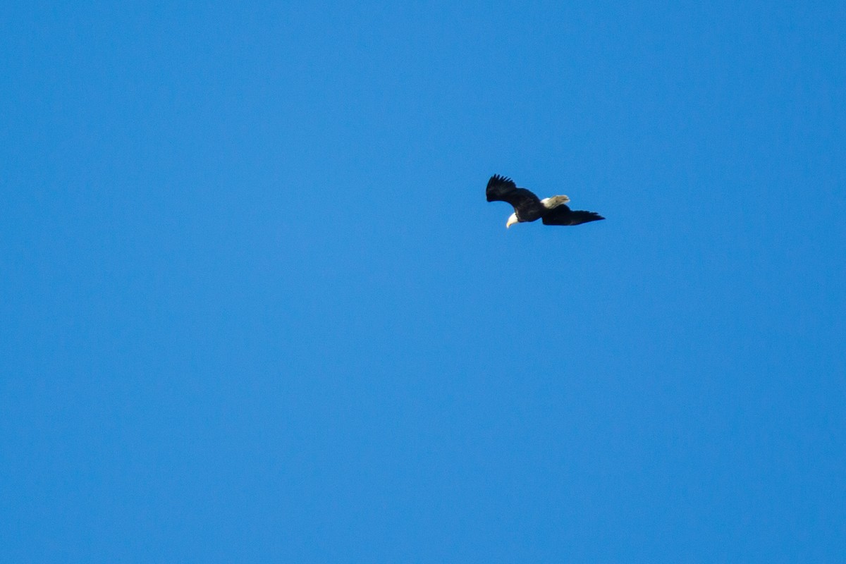 Bald Eagle - ML122040191