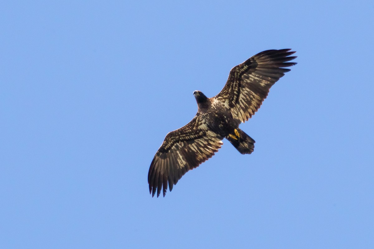 Bald Eagle - ML122040201
