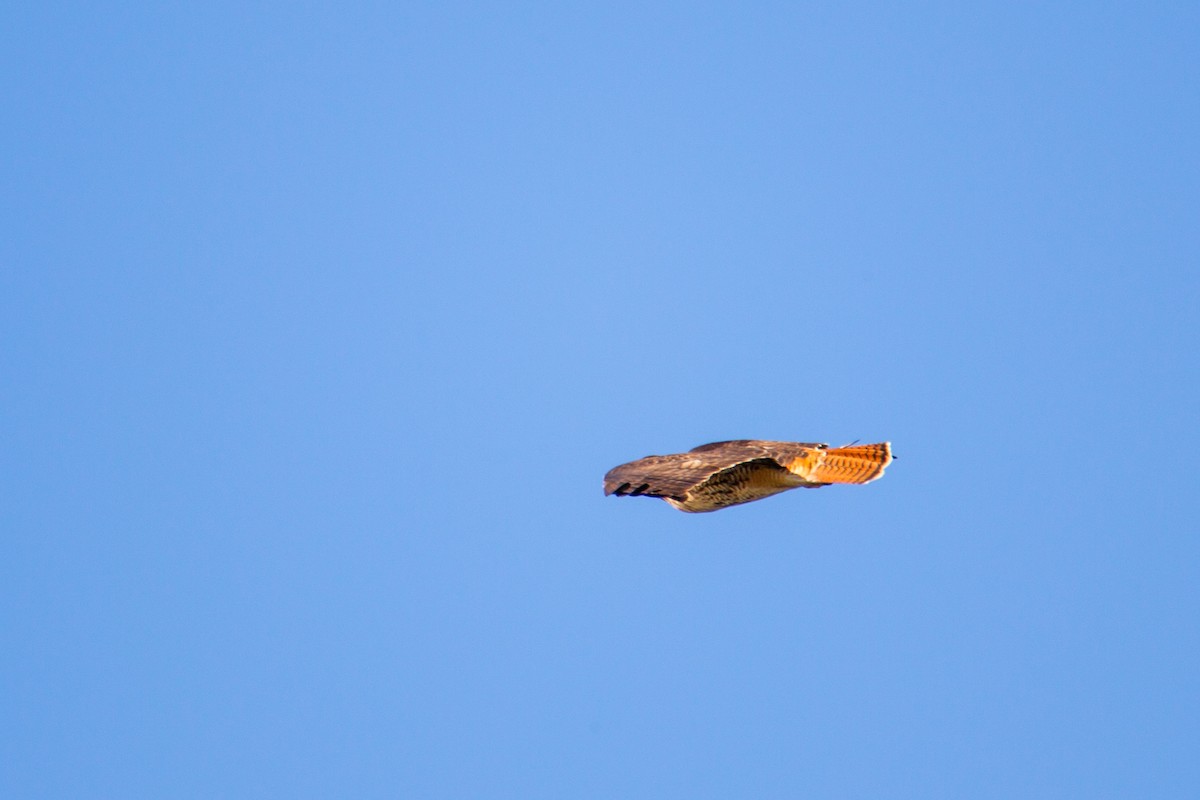 Red-tailed Hawk - ML122040511