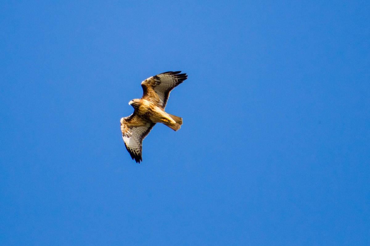 Red-tailed Hawk - ML122040521