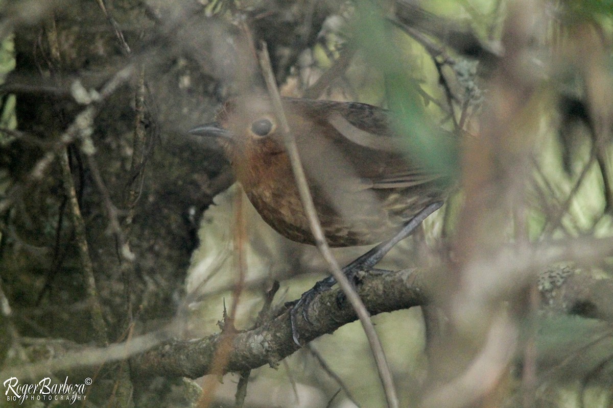 Cajamarca Antpitta - ML122041851