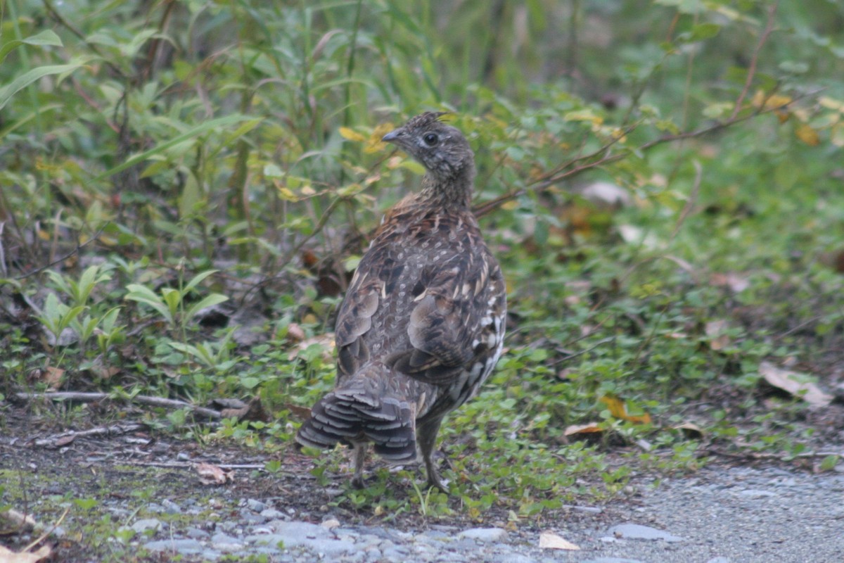 Ruffed Grouse - ML122043021