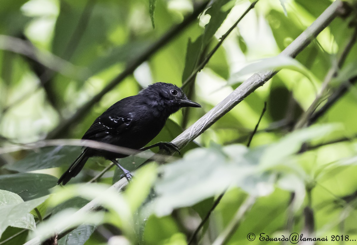 Dusky Antbird - ML122043511