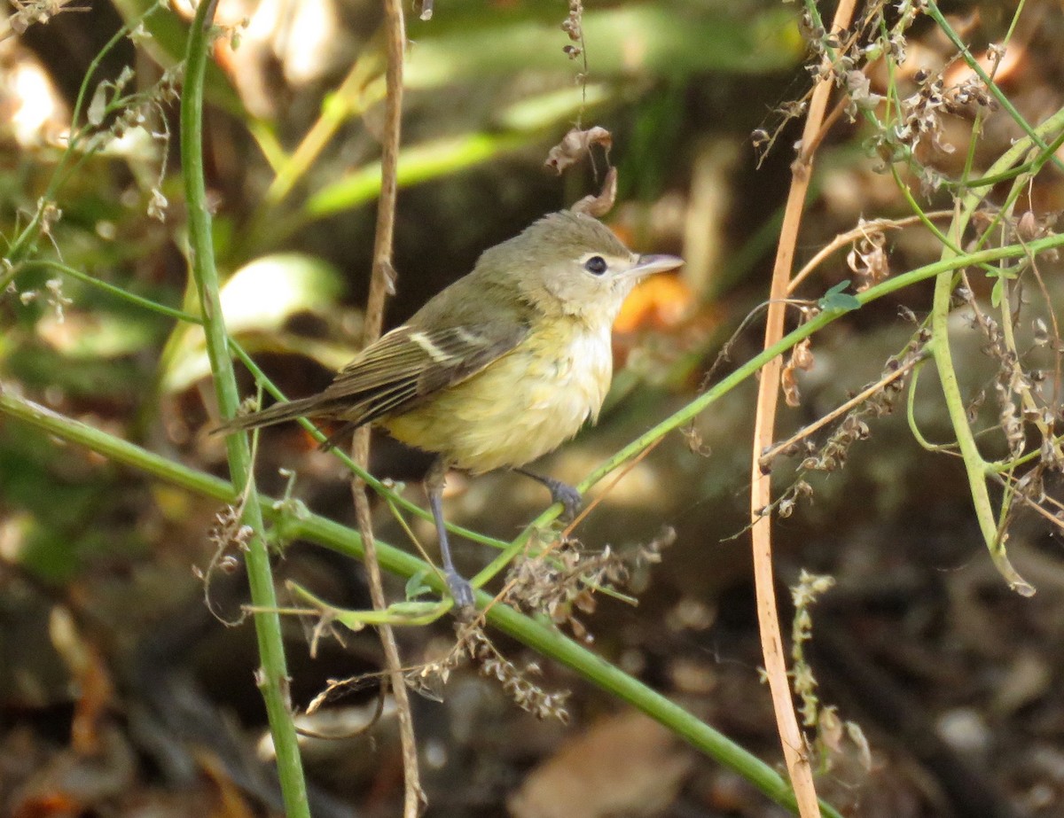 Bell's Vireo (Eastern) - ML122044041