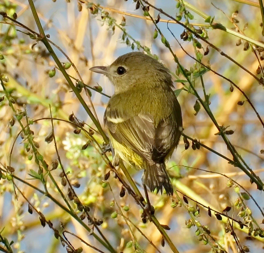 Bell's Vireo (Eastern) - ML122044051