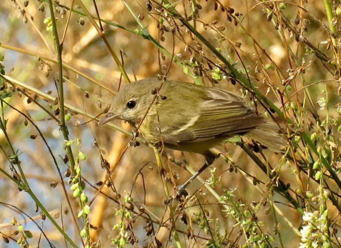 Bell's Vireo (Eastern) - ML122044081