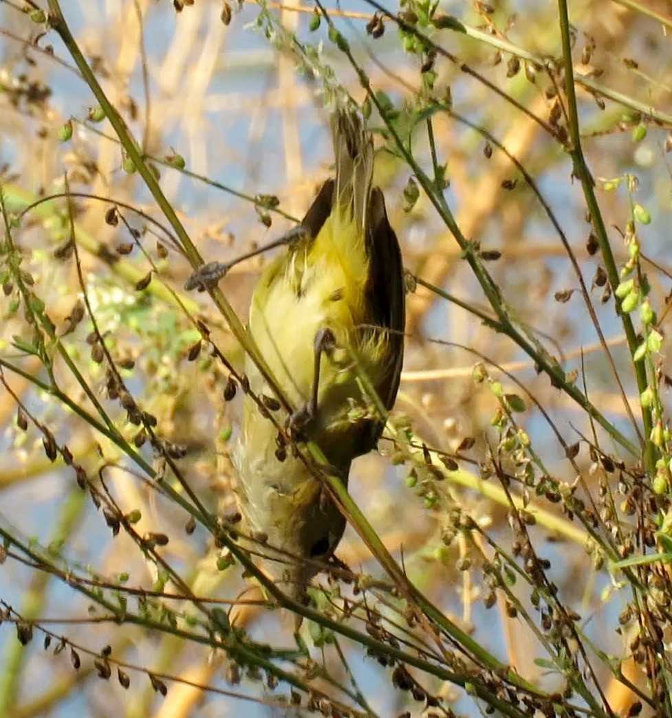 Bell's Vireo (Eastern) - ML122044101