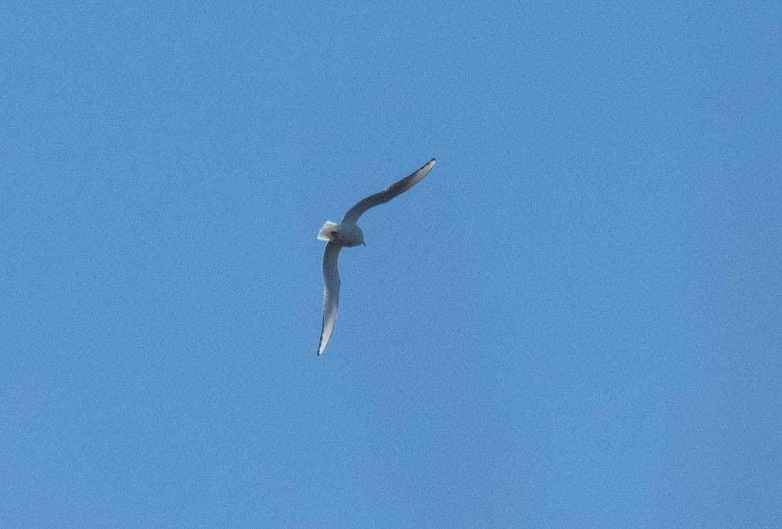 Bonaparte's Gull - ML122045681