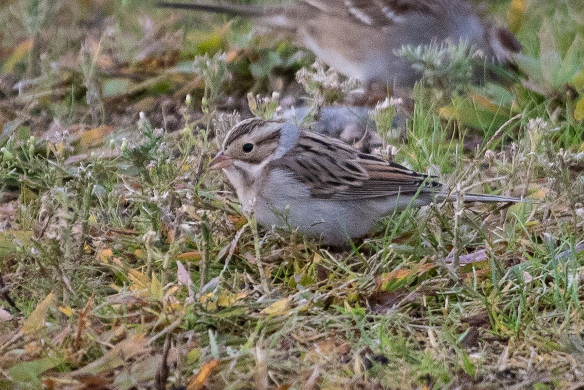 Clay-colored Sparrow - ML122049031