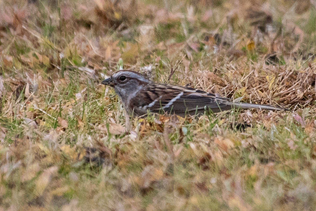 American Tree Sparrow - ML122049181
