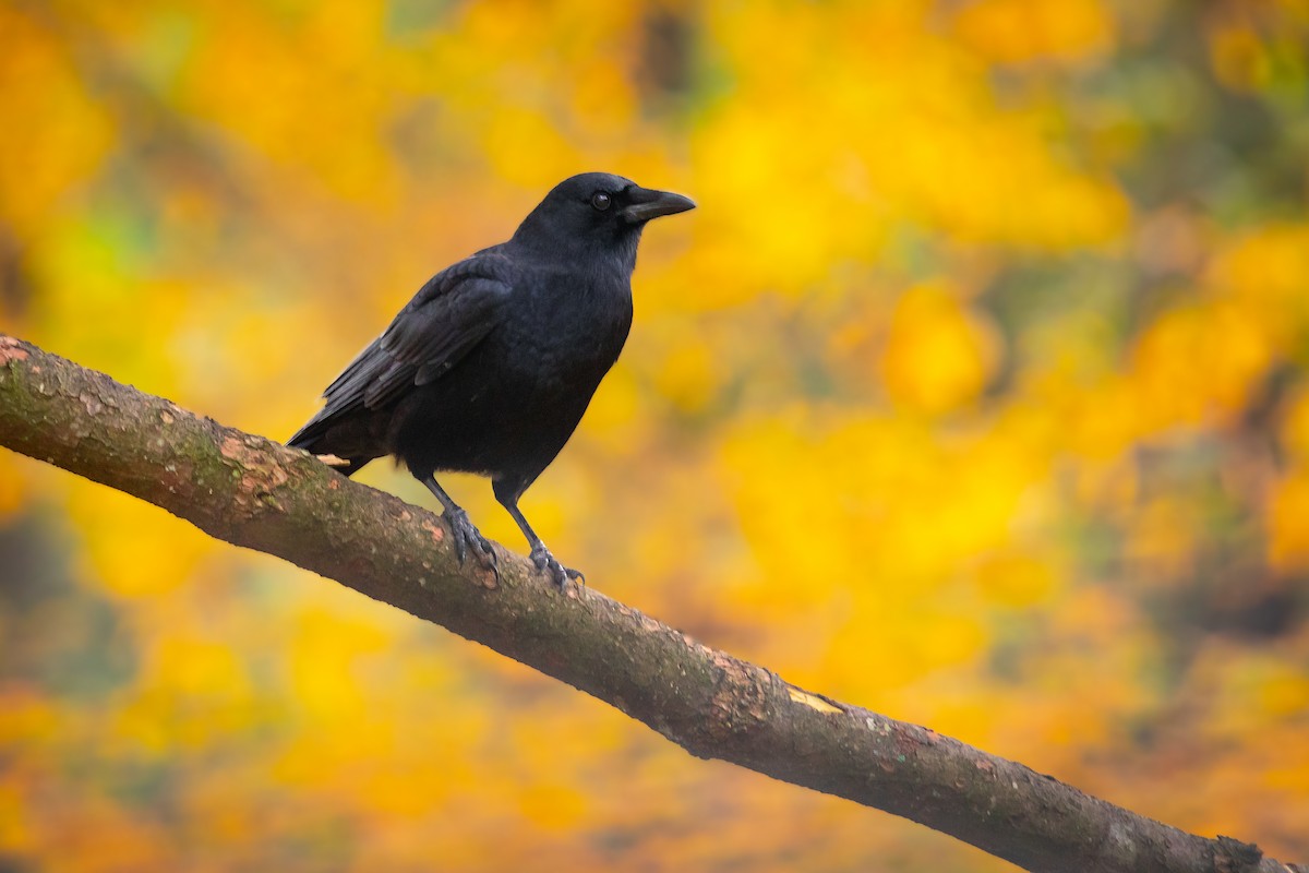 American Crow - Brad Imhoff