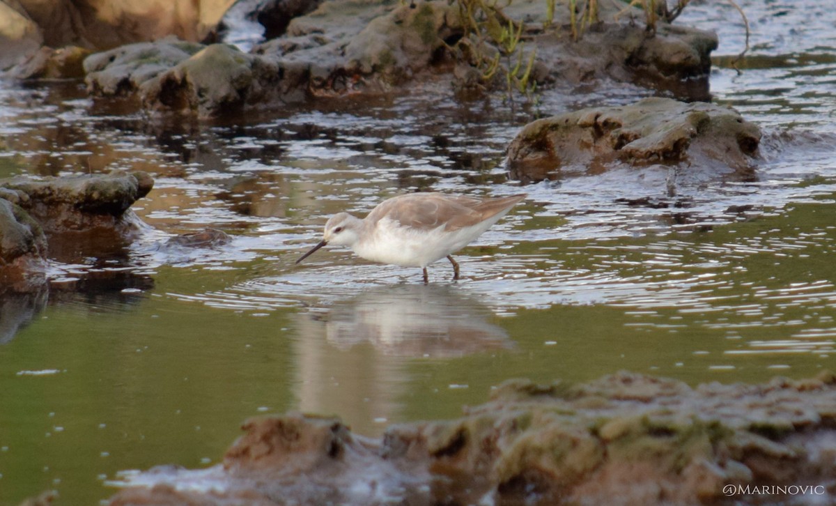 Wilson's Phalarope - ML122054591