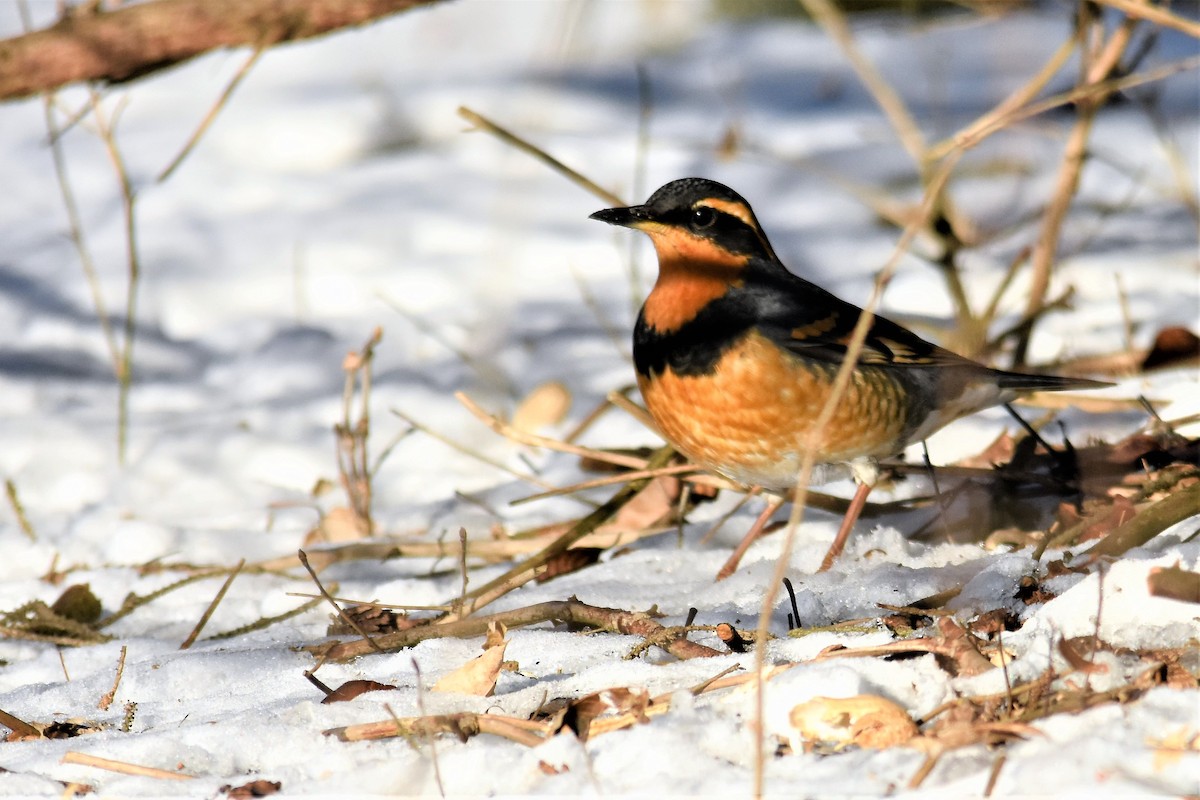 Varied Thrush - ML122055581
