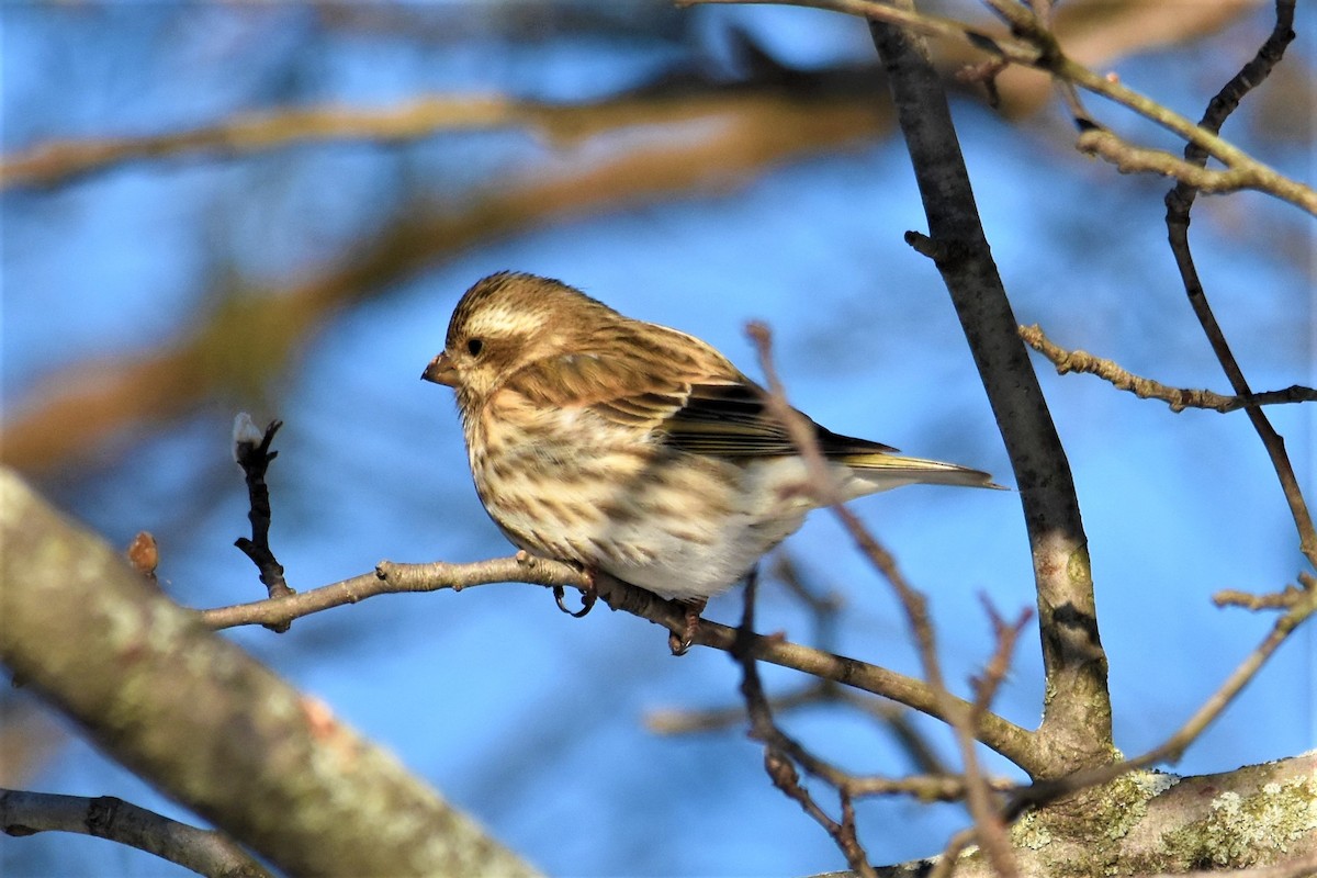 Purple Finch - ML122055871