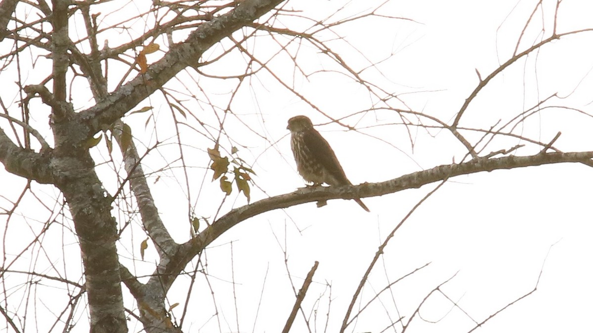 Merlin - ML122056721