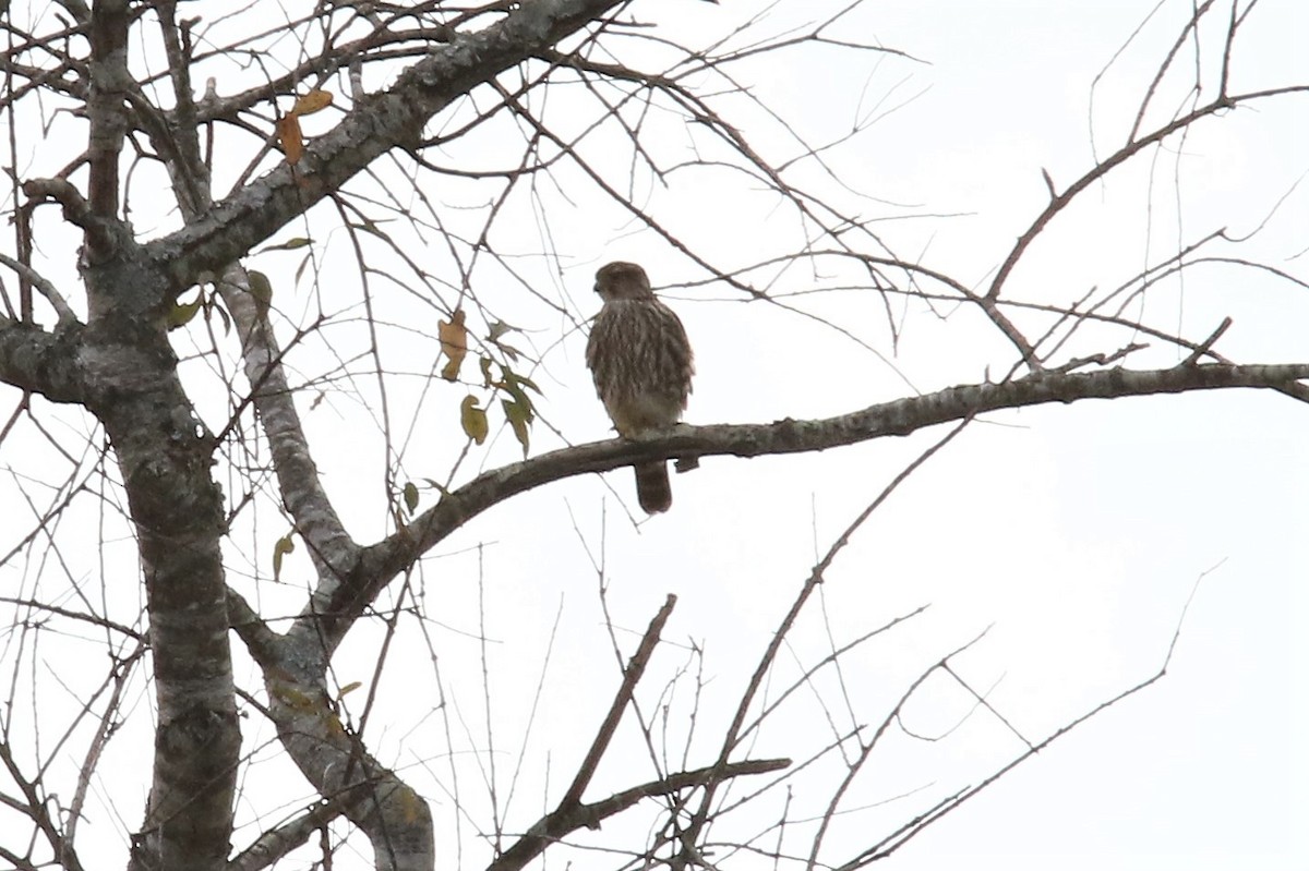 Merlin - ML122056731