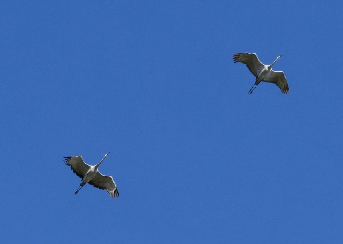 Sandhill Crane - ML122056841