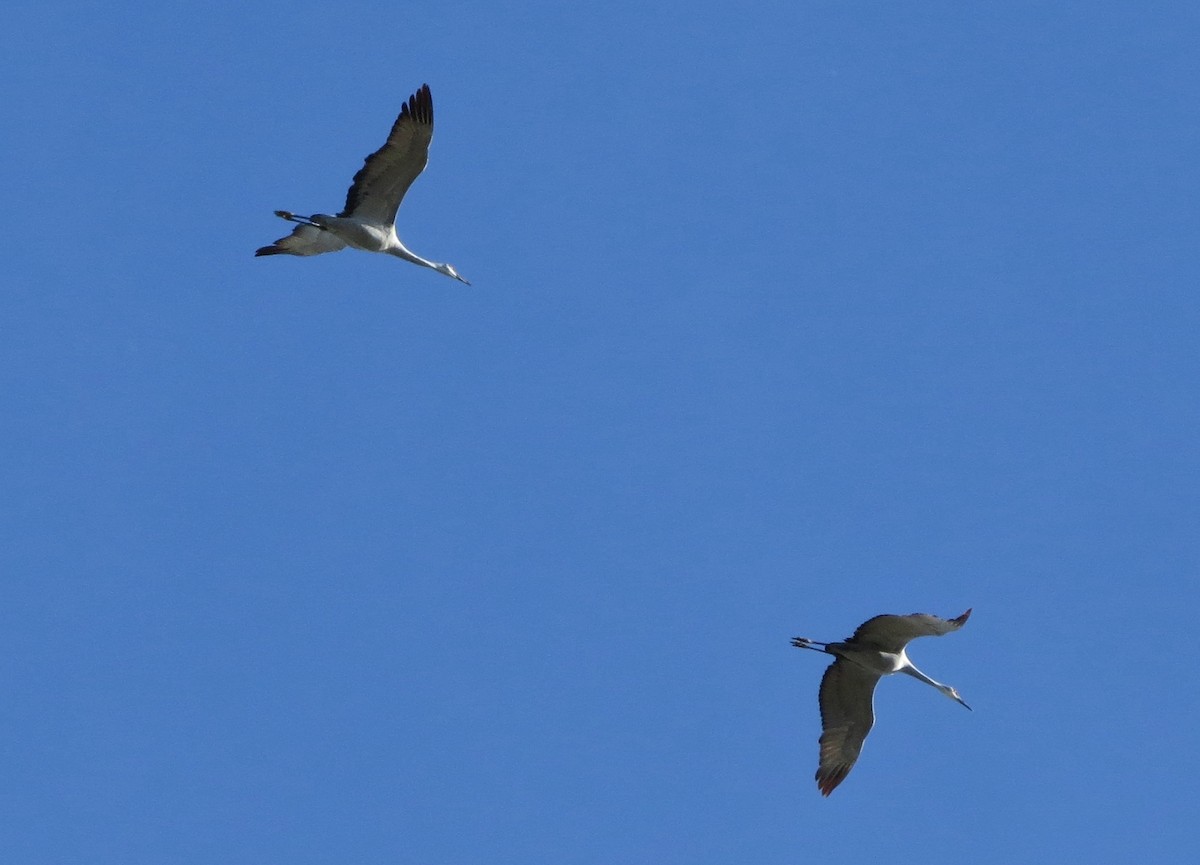 Sandhill Crane - ML122056851