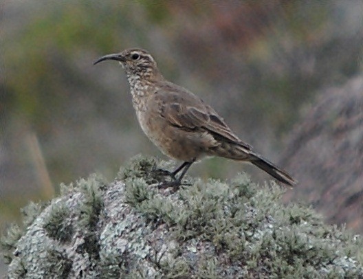 Scale-throated Earthcreeper - ML122057691