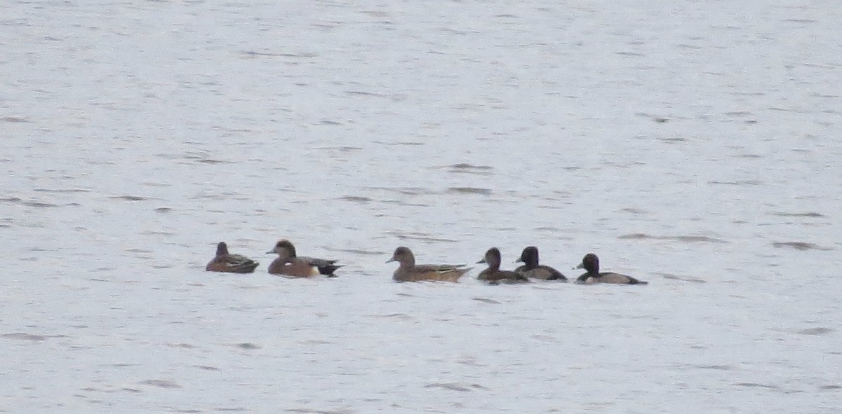 American Wigeon - ML122058651