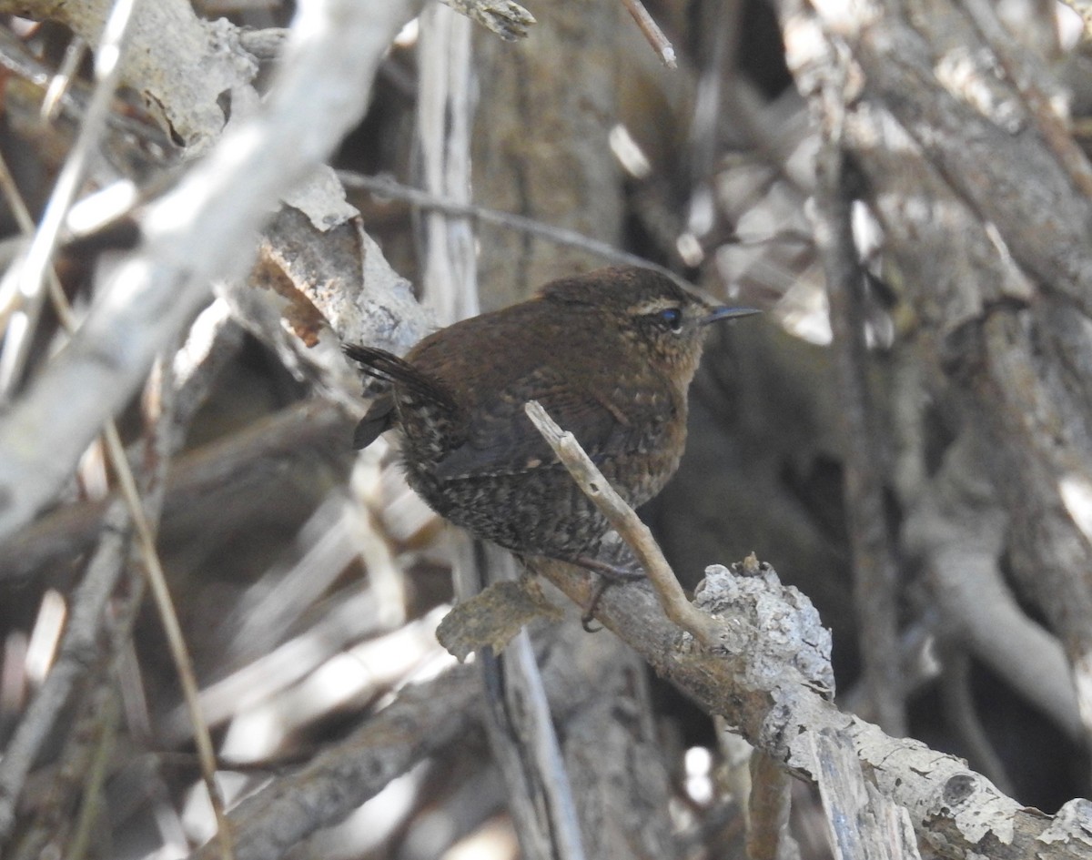 Pacific Wren - Bob Nieman