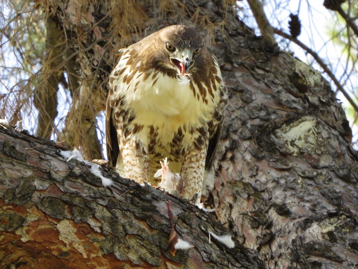 Rotschwanzbussard - ML122059491