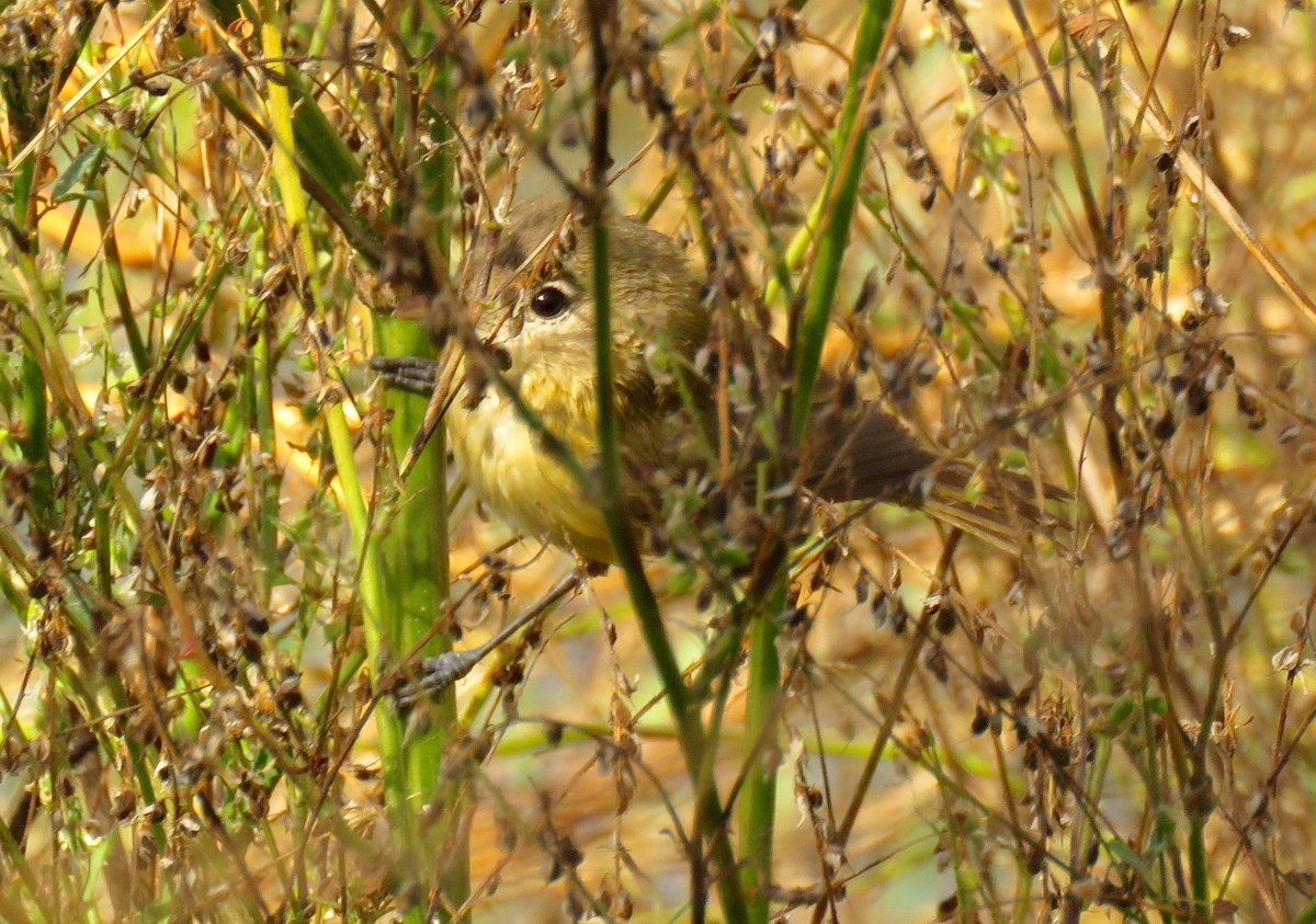 Bell's Vireo (Eastern) - ML122059821