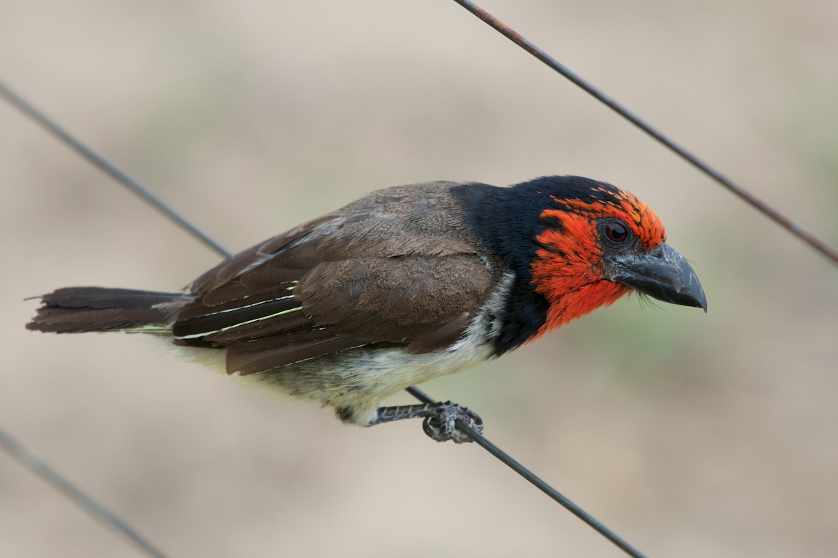 Kara Kolyeli Barbet - ML122062091