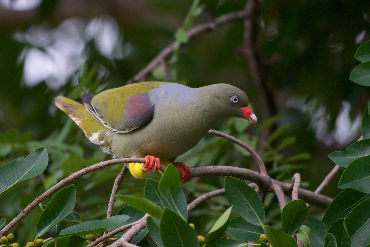 African Green-Pigeon - ML122062391