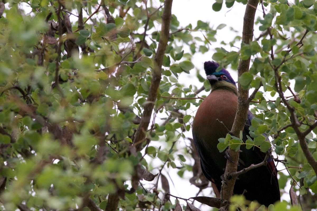 Purple-crested Turaco - ML122062551