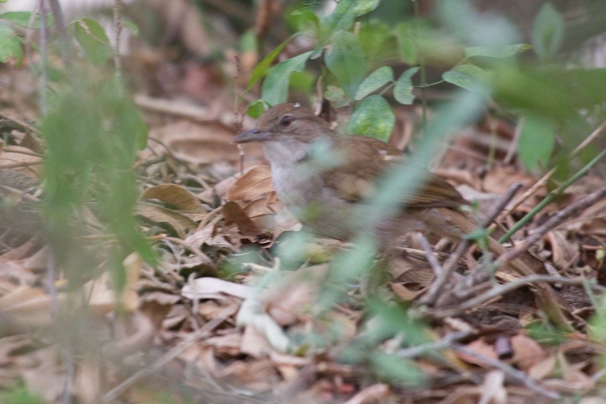 Bulbul jaboteur - ML122062831