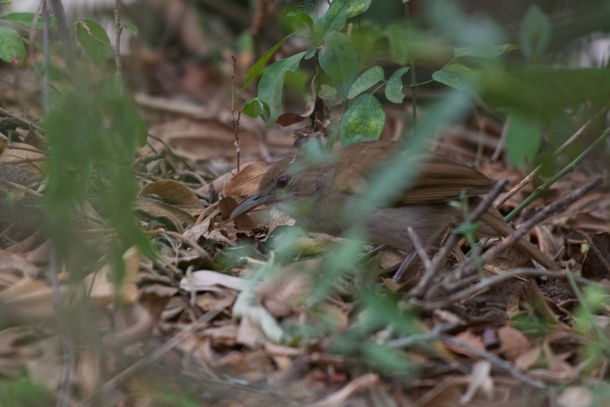 Terrestrial Brownbul - ML122062881