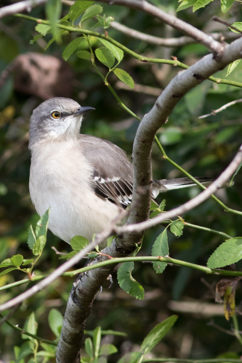 Northern Mockingbird - ML122064801