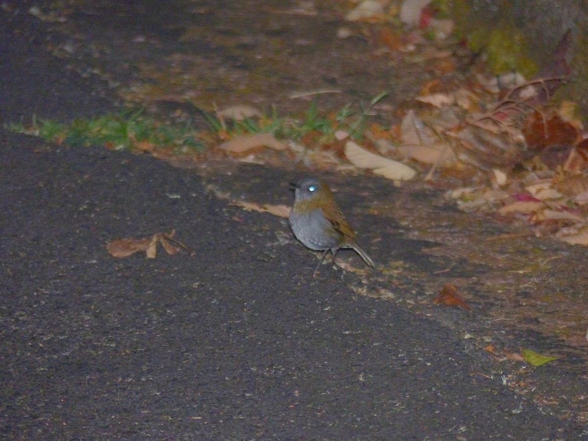 Black-billed Nightingale-Thrush - ML122064871