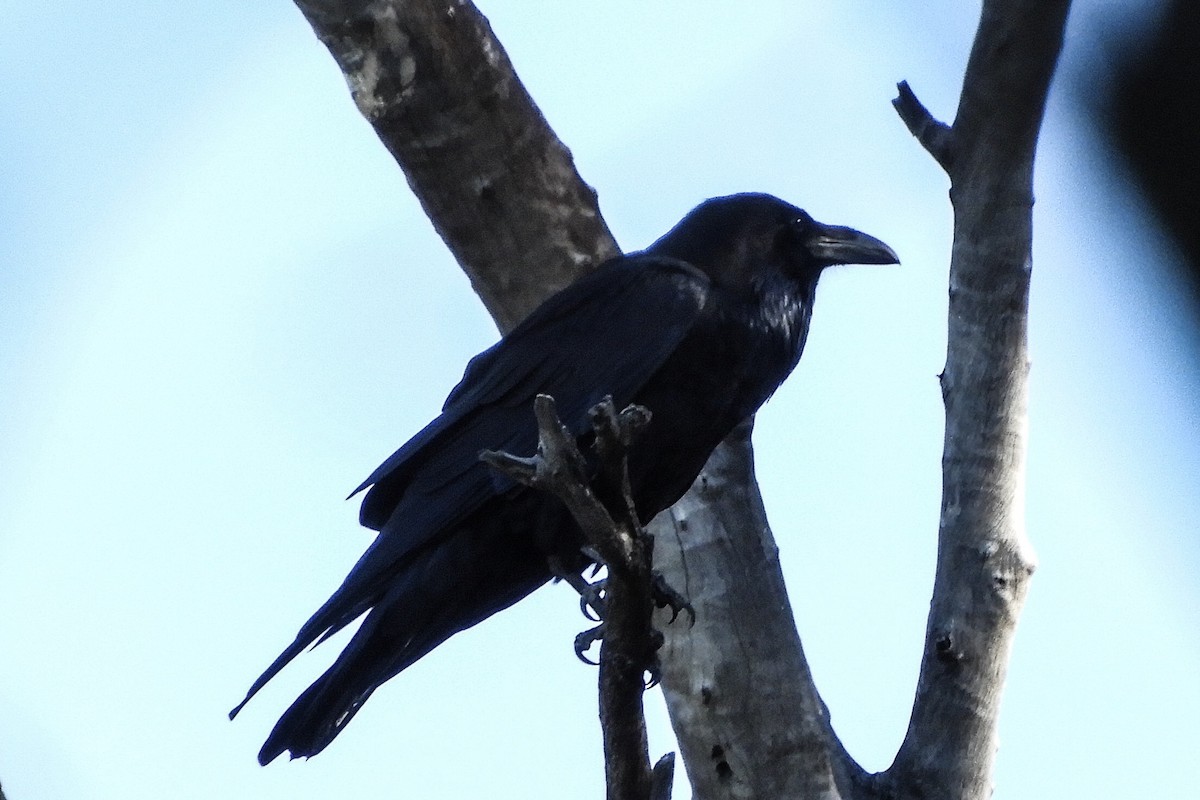 Common Raven - ML122068421
