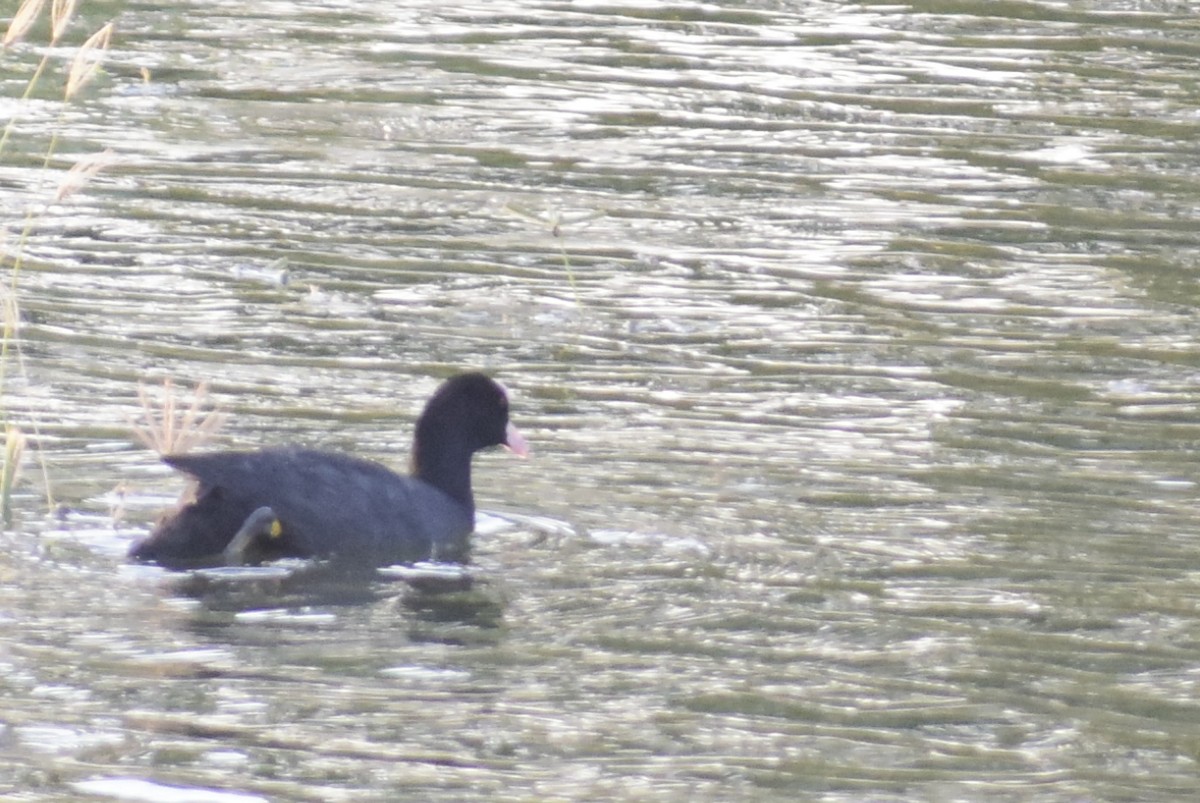 Eurasian Coot - ML122068711