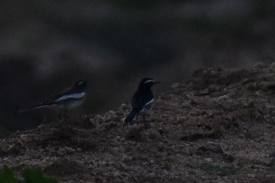 White-browed Wagtail - ML122069361