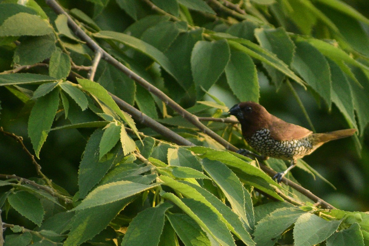 Scaly-breasted Munia - ML122069431