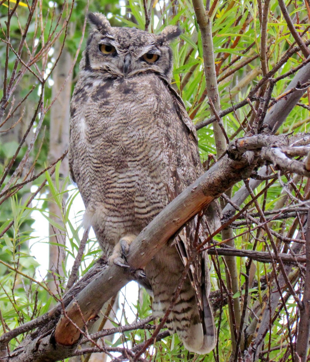 Lesser Horned Owl - ML122074921