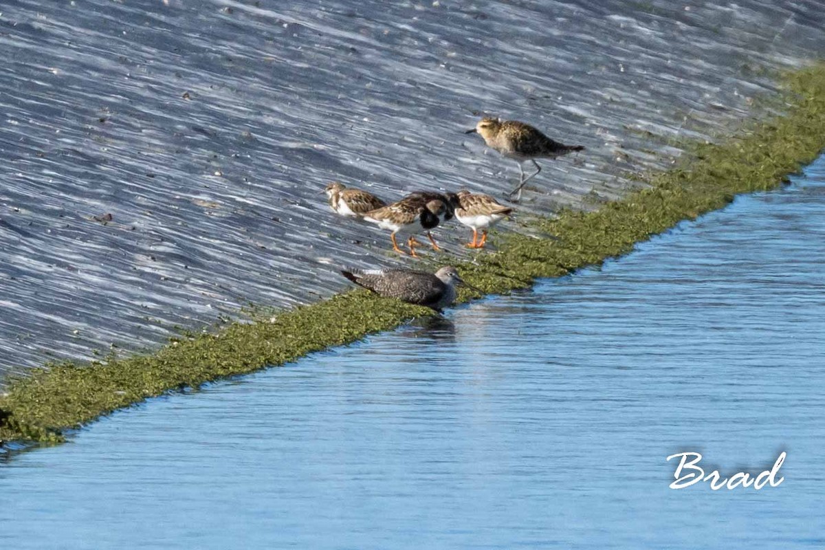 Greater Yellowlegs - ML122075571