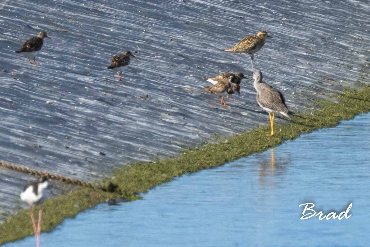 Greater Yellowlegs - ML122075591