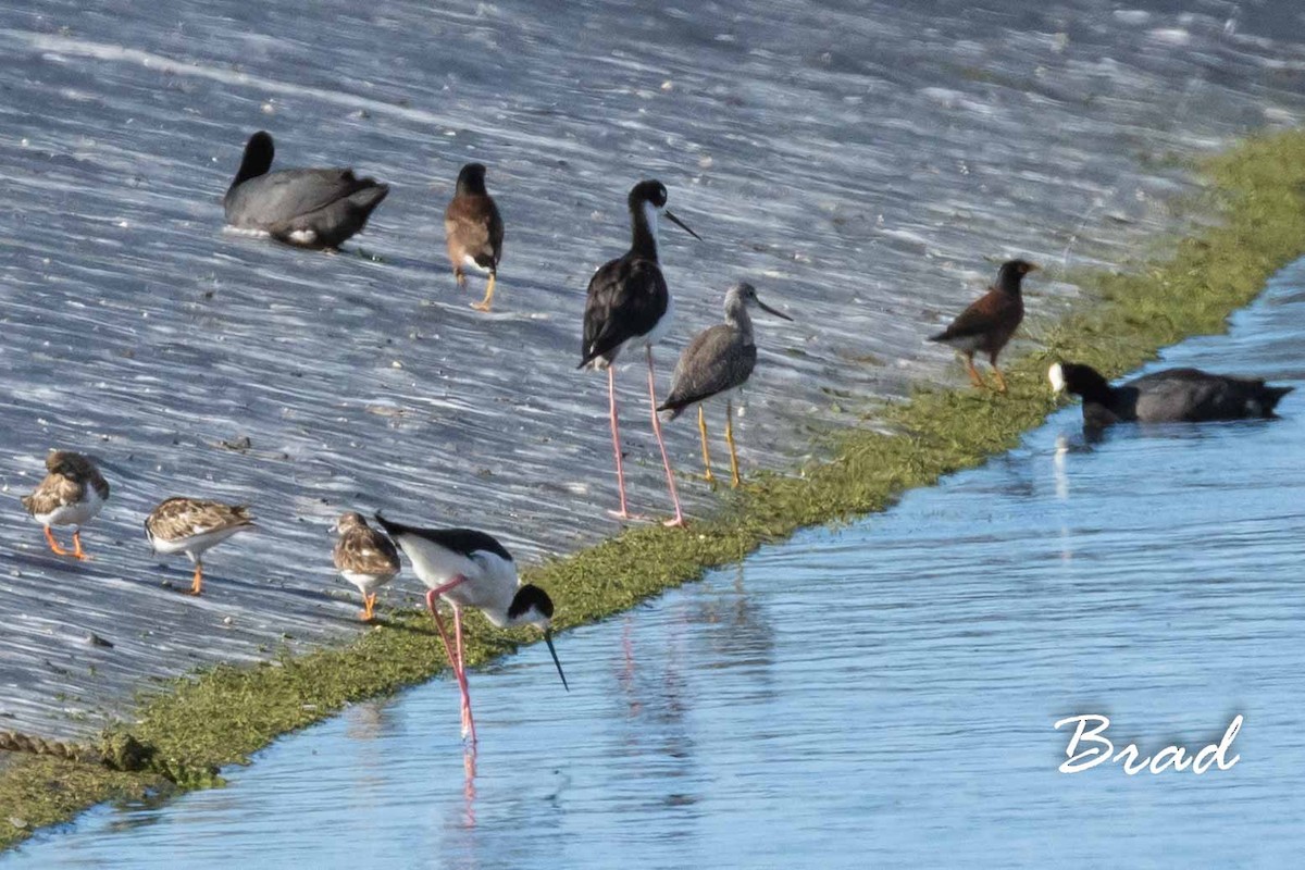 Greater Yellowlegs - ML122075611