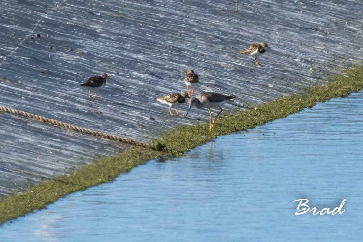 Greater Yellowlegs - ML122075631