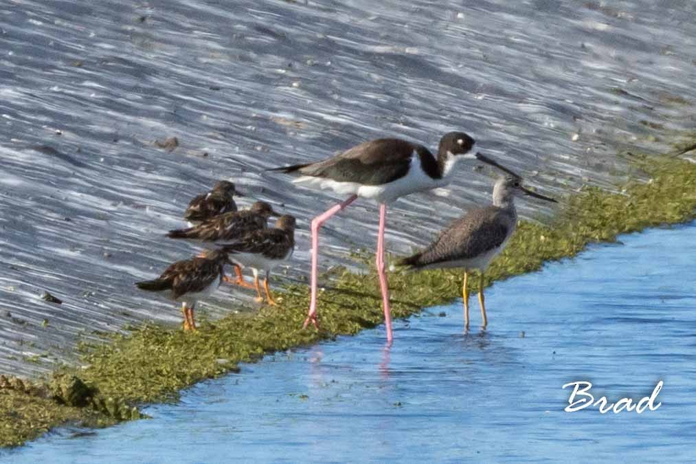 Greater Yellowlegs - ML122075651