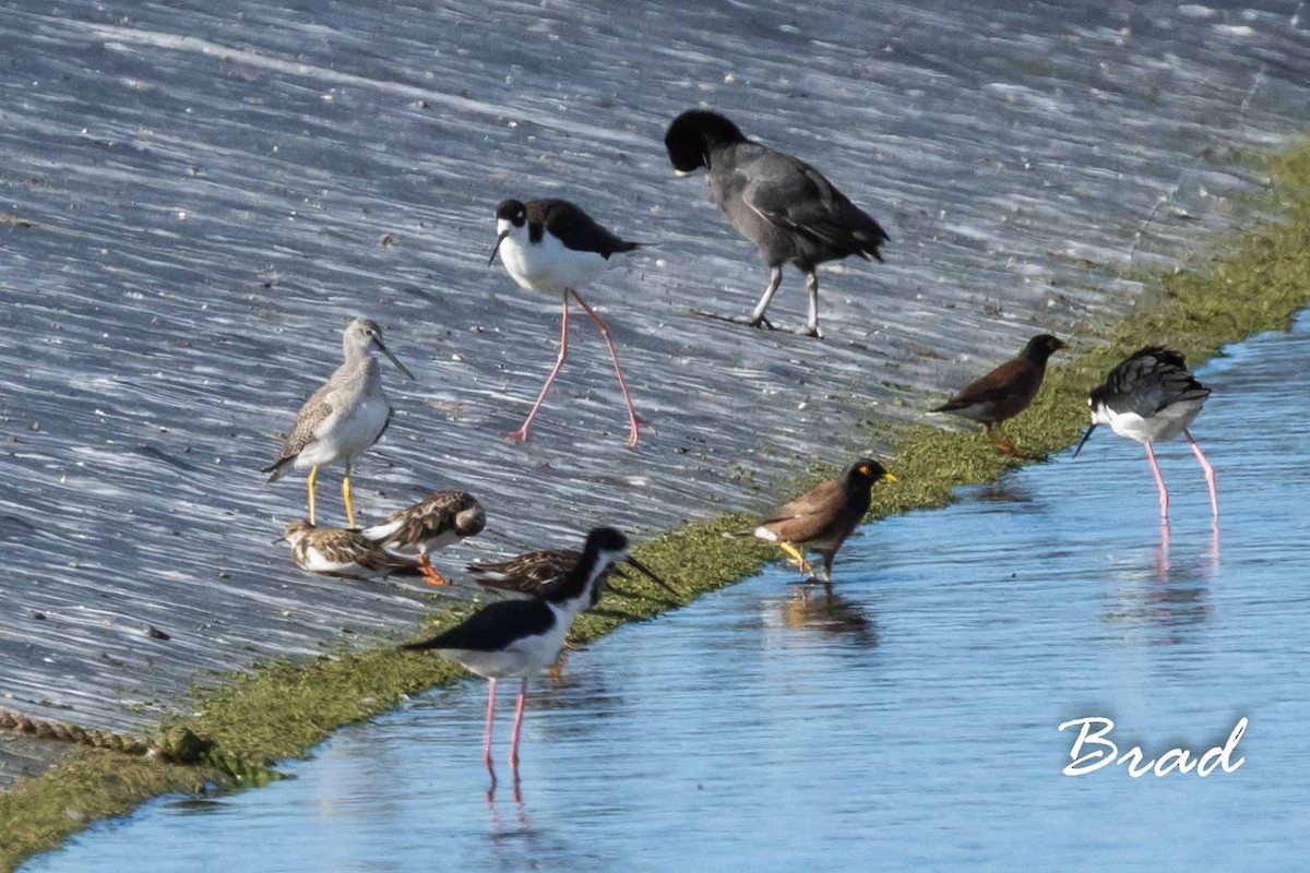 Greater Yellowlegs - ML122075671