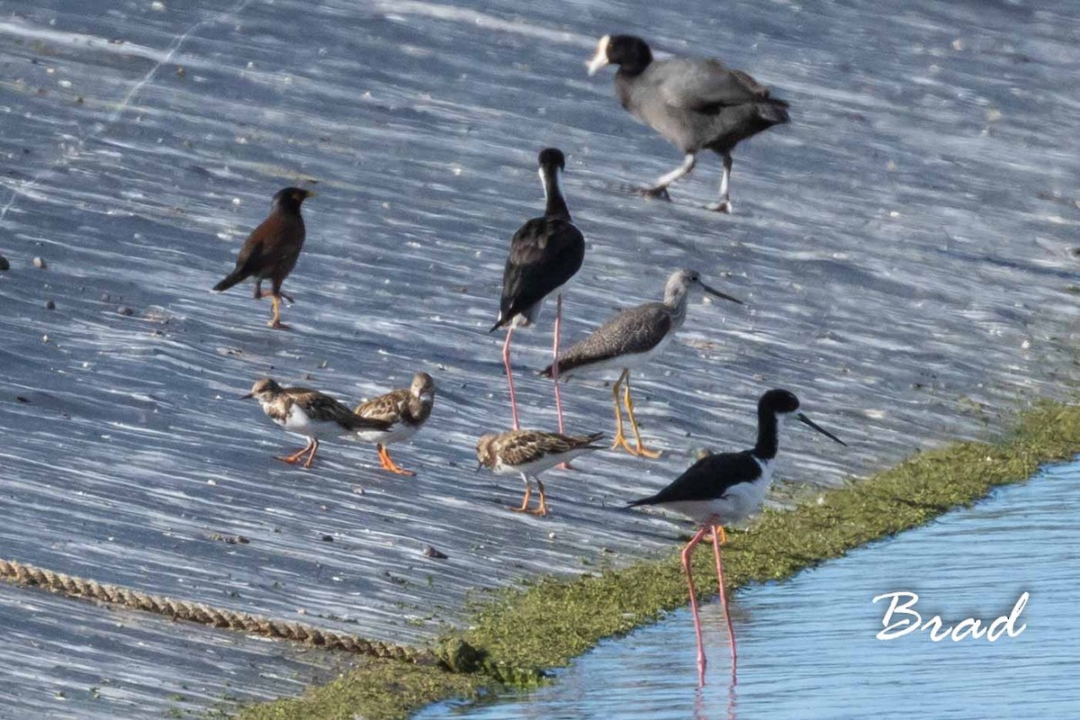 Greater Yellowlegs - ML122075681