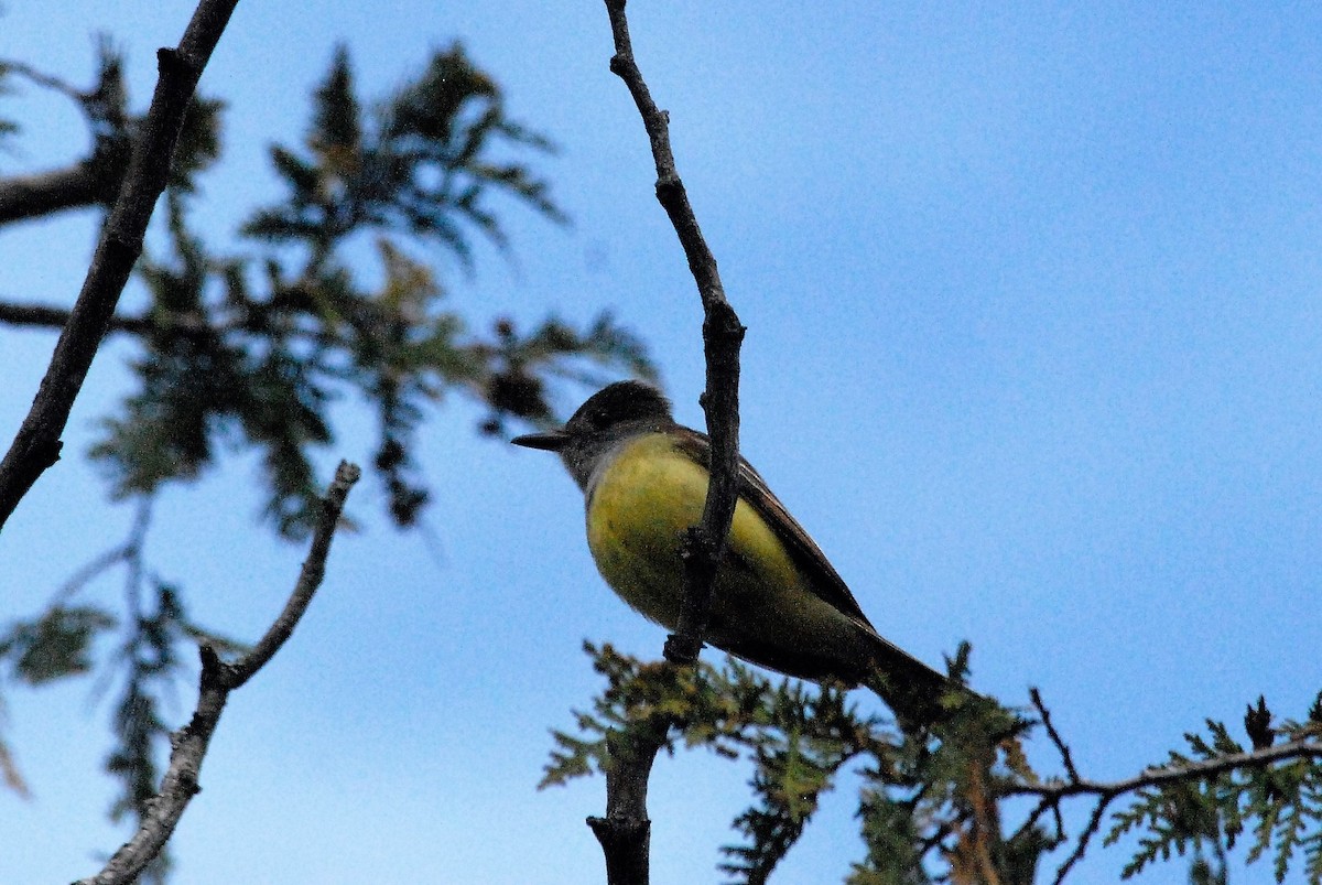 Great Crested Flycatcher - ML122075981