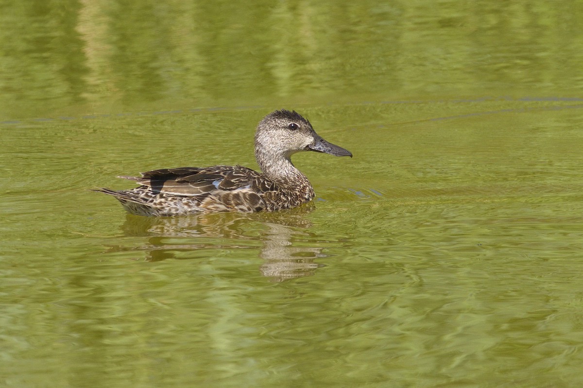 Blue-winged Teal - R Mackie